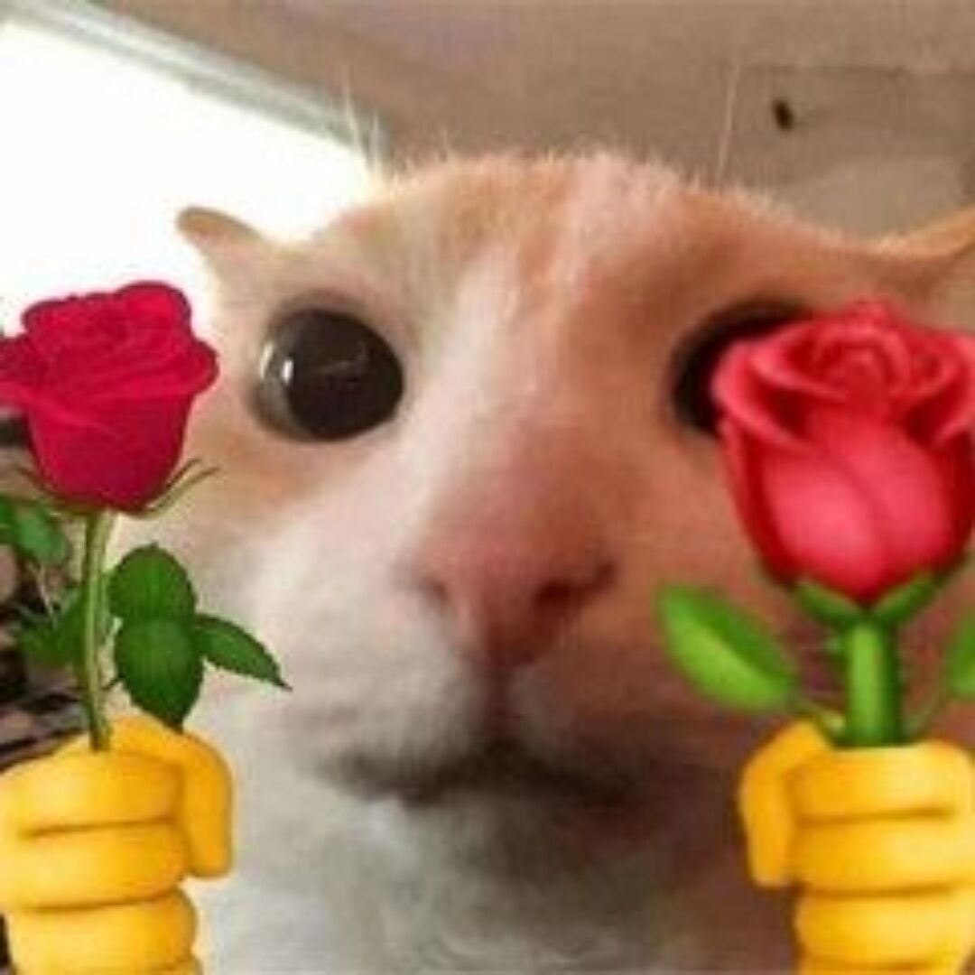 冰冻的极光小猫